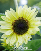 Lemon Queen Sunflower – 25 Seeds