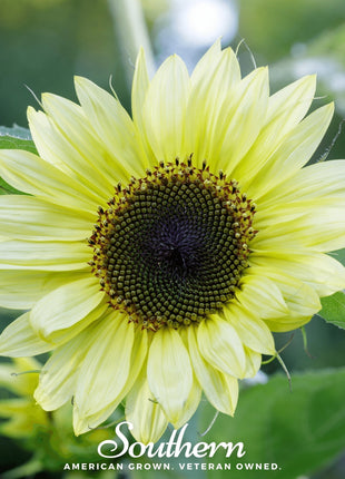 Lemon Queen Sunflower – 25 Seeds
