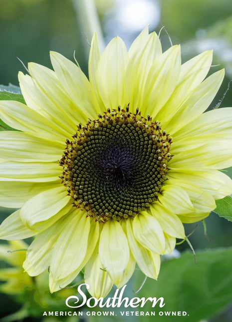 Lemon Queen Sunflower – 25 Seeds