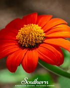 Mexican Sunflower – 50 Seeds