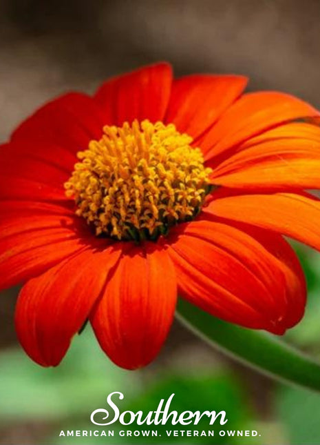 Mexican Sunflower – 50 Seeds