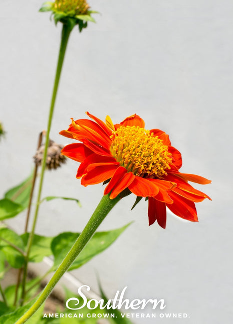 Mexican Sunflower – 50 Seeds