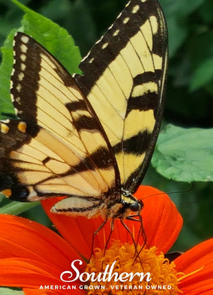 Mexican Sunflower – 50 Seeds