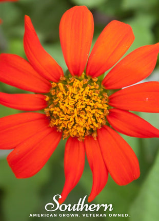Mexican Sunflower – 50 Seeds