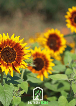 Ring of Fire Sunflower – 25 Seeds