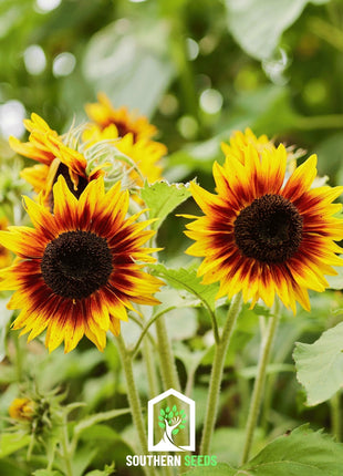 Ring of Fire Sunflower – 25 Seeds