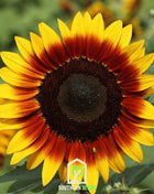 Ring of Fire Sunflower – 25 Seeds
