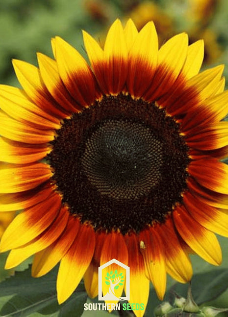 Ring of Fire Sunflower – 25 Seeds