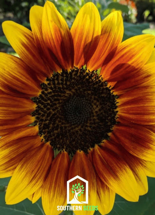 Ring of Fire Sunflower – 25 Seeds