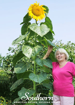 Skyscraper Sunflower – 25 Seeds