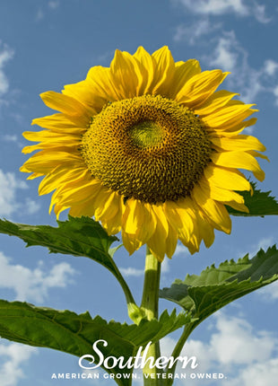 Skyscraper Sunflower – 25 Seeds