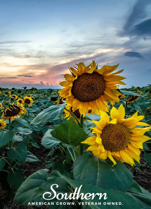 Skyscraper Sunflower – 25 Seeds