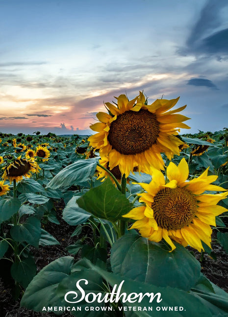 Skyscraper Sunflower – 25 Seeds