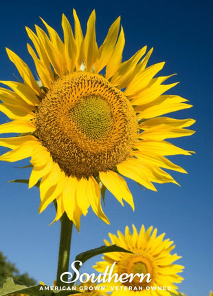 Skyscraper Sunflower – 25 Seeds