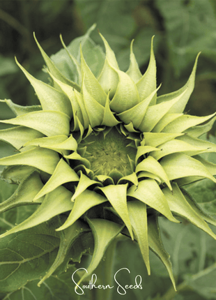 SunFill Green Sunflower – 25 Seeds