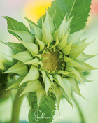 SunFill Green Sunflower – 25 Seeds