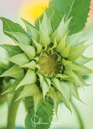 SunFill Green Sunflower – 25 Seeds