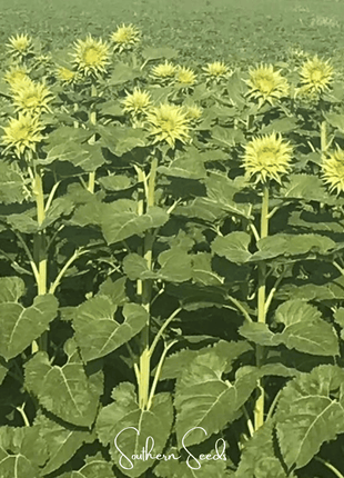 SunFill Green Sunflower – 25 Seeds