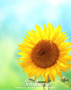 Sunspot Dwarf Sunflower – 25 Seeds