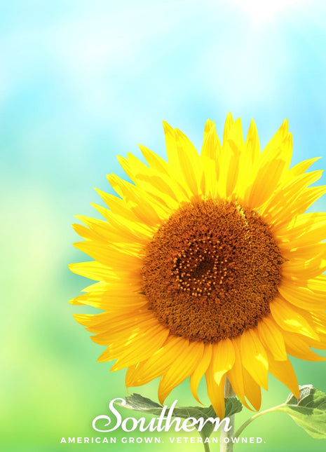 Sunspot Dwarf Sunflower – 25 Seeds