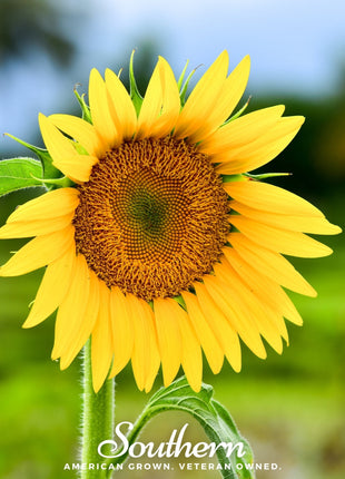 Sunspot Dwarf Sunflower – 25 Seeds