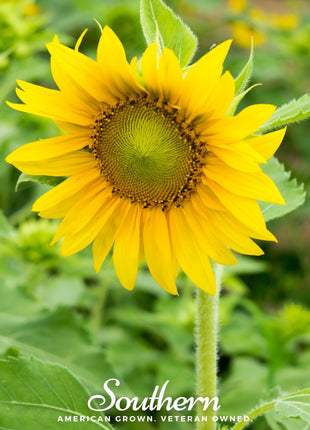 Sunspot Dwarf Sunflower – 25 Seeds