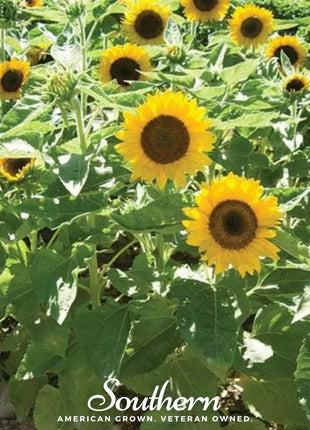 Sunspot Dwarf Sunflower – 25 Seeds