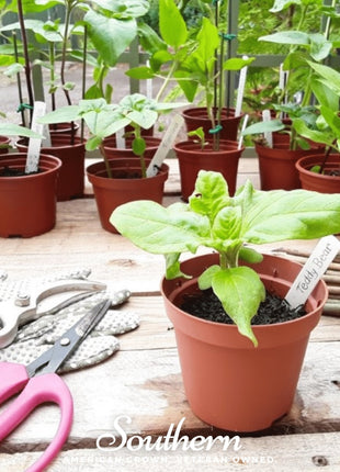 Teddy Bear Dwarf Sunflower – 25 Seeds