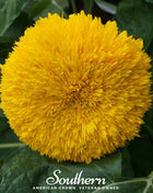Teddy Bear Dwarf Sunflower – 25 Seeds