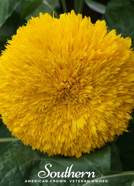 Teddy Bear Dwarf Sunflower – 25 Seeds