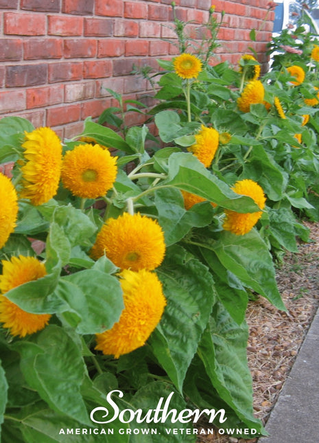Teddy Bear Dwarf Sunflower – 25 Seeds