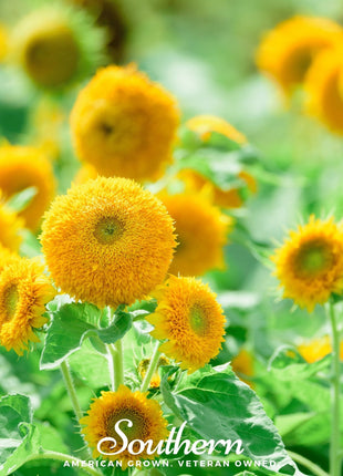 Teddy Bear Dwarf Sunflower – 25 Seeds