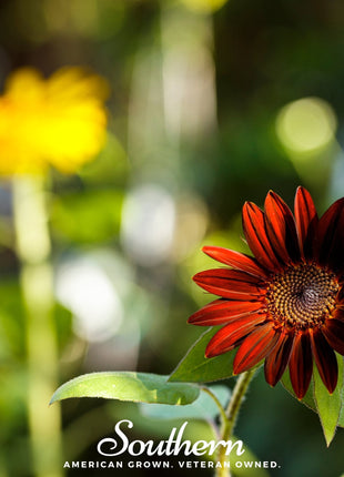 Velvet Queen Sunflower – 25 Seeds