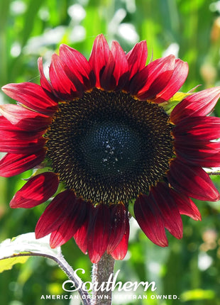 Velvet Queen Sunflower – 25 Seeds