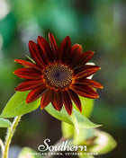 Velvet Queen Sunflower – 25 Seeds
