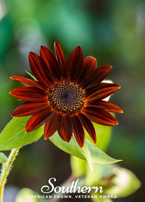 Velvet Queen Sunflower – 25 Seeds