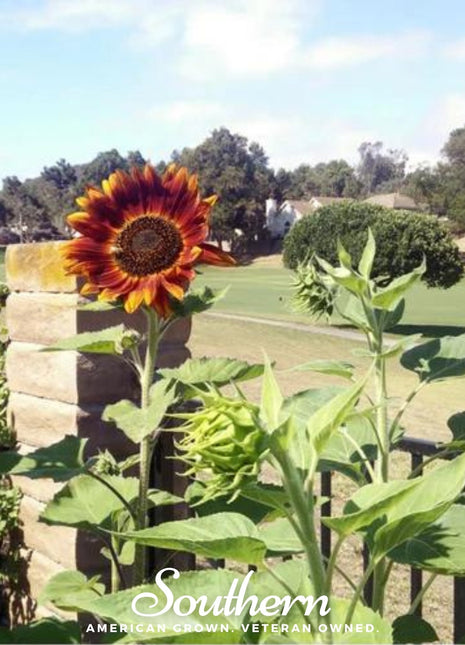 Velvet Queen Sunflower – 25 Seeds