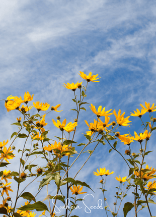 Wild Annual Sunflower – 50 Seeds
