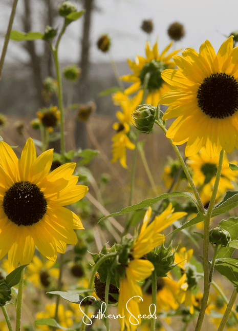 Wild Annual Sunflower – 50 Seeds