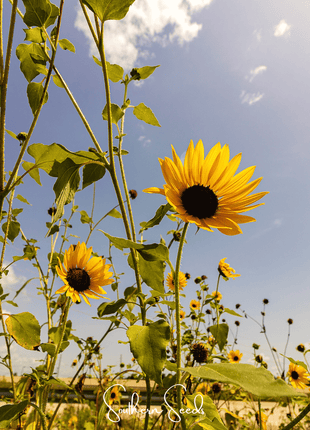 Wild Annual Sunflower – 50 Seeds