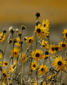 Wild Annual Sunflower – 50 Seeds