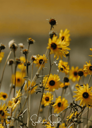 Wild Annual Sunflower – 50 Seeds