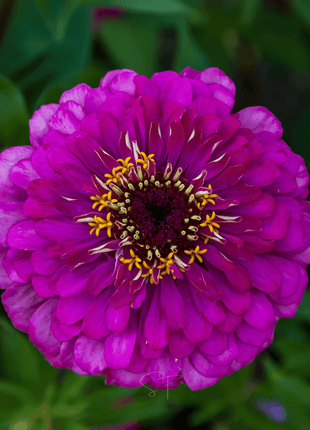 Sunset Punch Zinnia – 100 Seeds