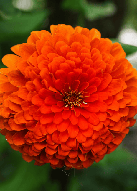 Sunset Punch Zinnia – 100 Seeds