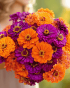 Sunset Punch Zinnia – 100 Seeds