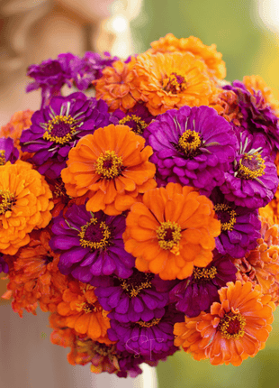 Sunset Punch Zinnia – 100 Seeds