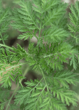 Sweet Annie – 50 Seeds
