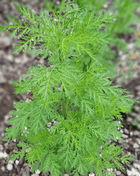 Sweet Annie – 50 Seeds