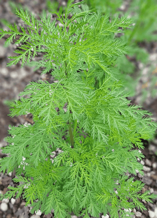 Sweet Annie – 50 Seeds