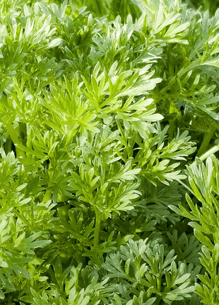 Sweet Annie – 50 Seeds